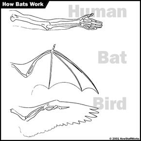 bat wing bones