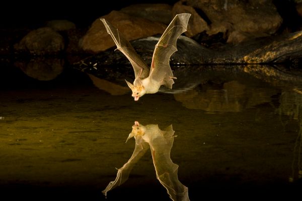 A pallid bat hunts for food above a pond in Arizona.