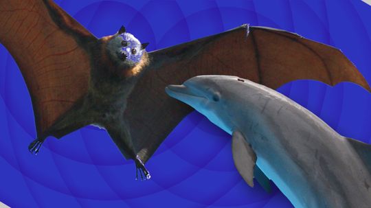 Battle of the Best Sonar: 'Team Dolphin' vs. 'Team Bat'