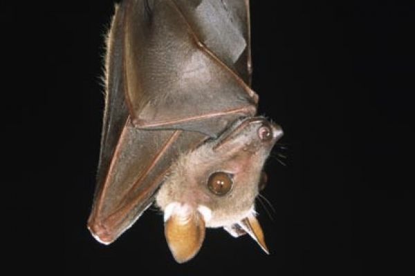 Night mammal bat animal scurries.