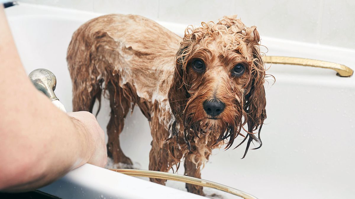 how do you bathe a dog step by step