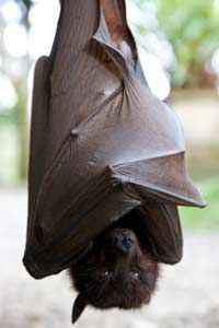 flying fox bat