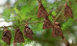 Fruit bats