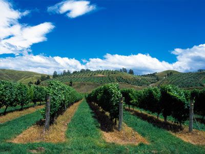 View of vineyard. Napier, New Zealand.