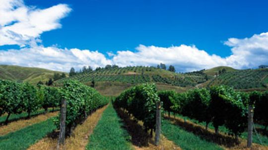 Ultimate Guide to the Bay of Plenty Wine Region
