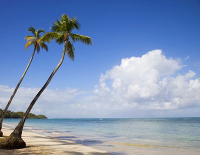 Palm trees on beach in Puerto Plata in the Dominican Republic