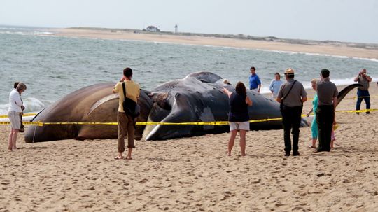 What makes beached whales explode?