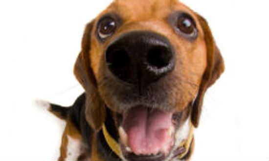 18新利最新登入如何预防对狗狗过敏＂class=