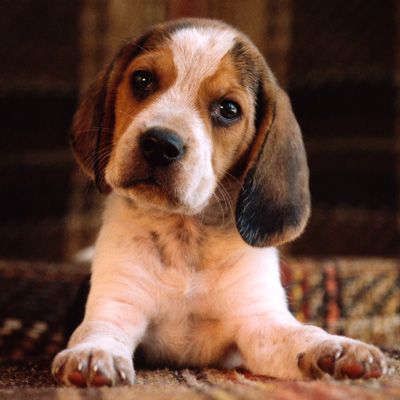 Beagle puppy