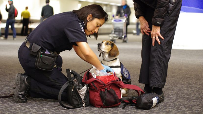 比格尔旅军官犬泰科在工作”border=