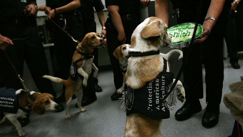 小猎犬大队Shiloh退休“border=