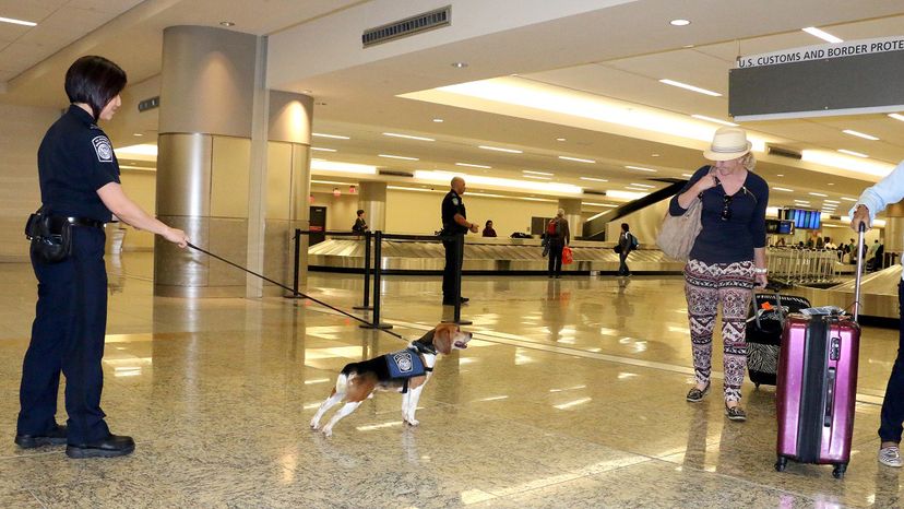 小猎犬旅狗在工作”border=
