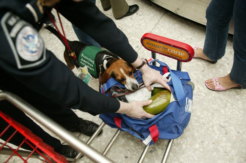 小猎犬在机场工作“border=