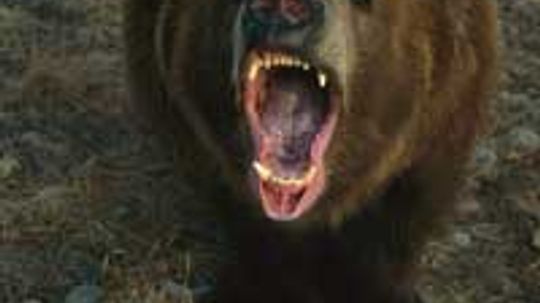 How to Survive a Grizzly Bear Attack