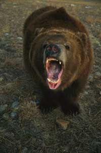 How to Survive a Bear Attack: 10 Science-Backed Tips