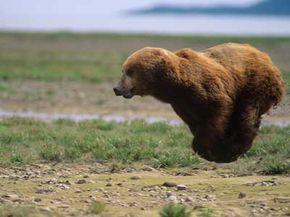 Bear on the run. Grizzlies may look slow and lumbering, but they can actually run at 30-mph speeds.