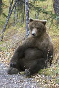 bear sitting