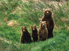 You don't want to get between a mother grizzly and her cubs.