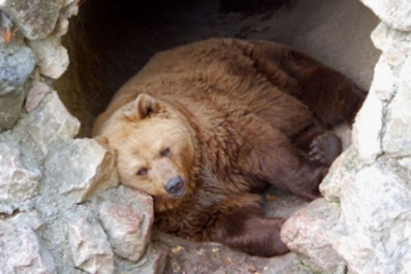 brown bear sleeping