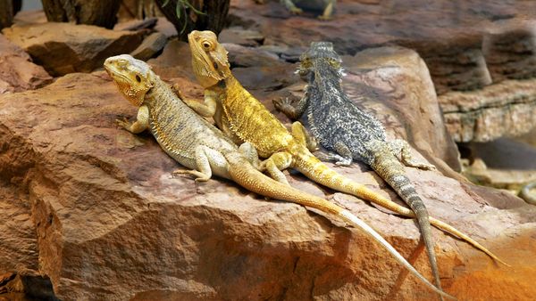 bearded dragons