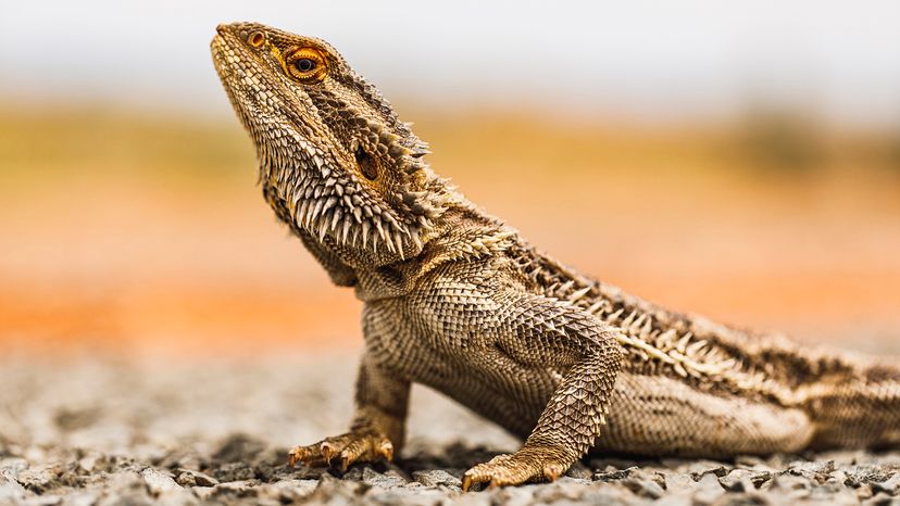 Pet store lizard breeds