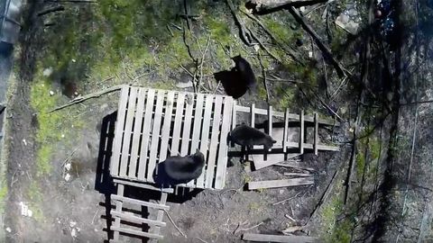 Bears Adjust to Repeated Drone Exposure, Study Finds - Vimarsana News