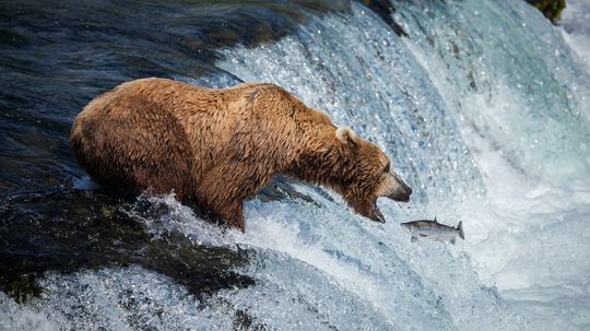 Kodiak Bears Skipping Salmon as Climate Changes