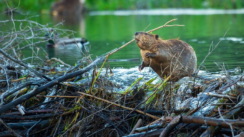 beaver dam