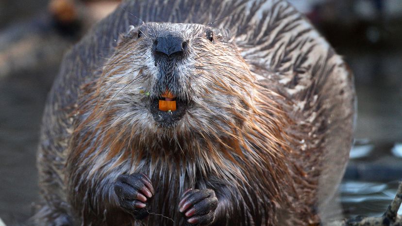 wild North American beaver shows off his orange teeth