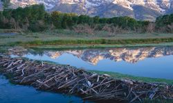 beaver dam in lake