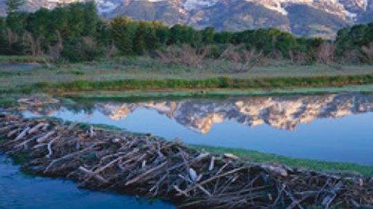 Why Do Beavers Build Dams?