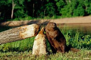 Why Do Beavers Build Dams? | HowStuffWorks