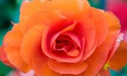 Orange Begonia in Butchart Gardens, Victoria, British Columbia