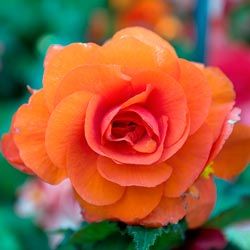 While begonias make great houseplants, they also do well in flowerbeds.