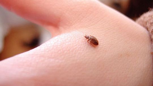 What Are Bedbugs Howstuffworks, Bed Bugs Hide In Plastic