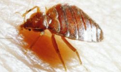 这只吸血虫会成为你的新室友吗?查看更多昆虫图片。＂width=