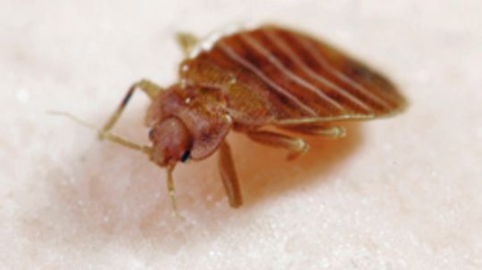 What's Eating Me? Bedbugs and Other Creatures in Your Bedroom