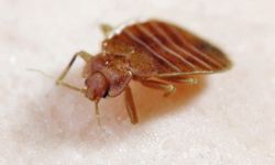 Once bedbugs invade, it takes an army to get them out. See more insect pictures.