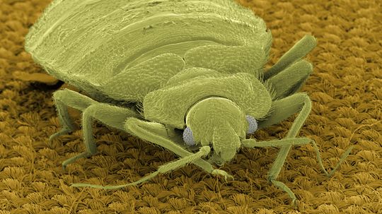 Amazing Animals: Bedbug Quiz