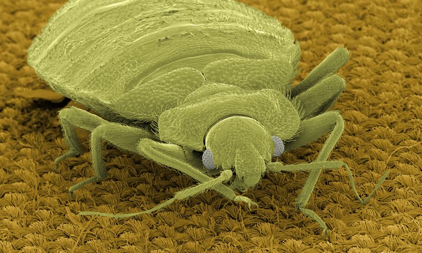 Amazing Animals: Bedbug Quiz