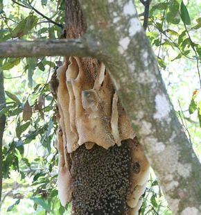 A honeybee colony in the wild