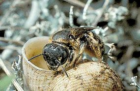 Some bee species use snail shells to make their nests.