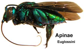 The orchid bee, Apinae euglossini, has an extremely long proboscis that it uses to reach nectar deep inside of orchid flowers.