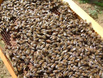 How To Attract A Swarm Of Honey Bees To Your Hive (The Easy Way) - Revive A  Bee