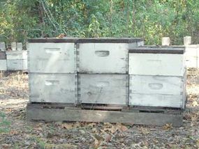 Langstroth bee hives