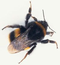 Bees are hairy and robust with flat legs for gathering pollen.