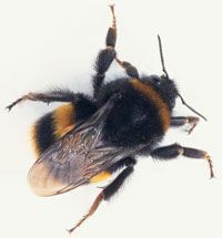 bee