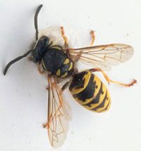 Wasps are slender with smooth bodies and slender legs.