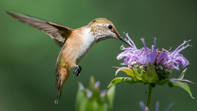 Bee balm