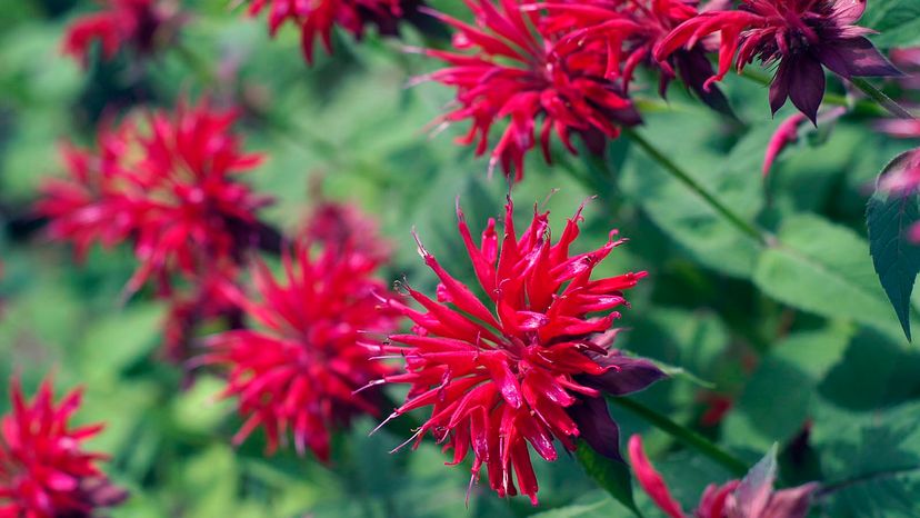 Bee balm